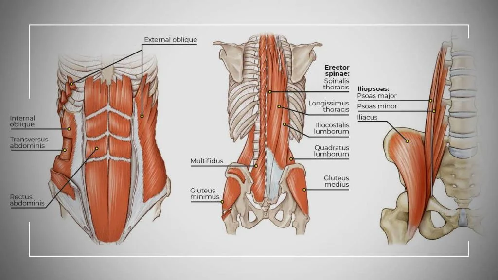 آناتومی عضلات میات تنه بدن انسان