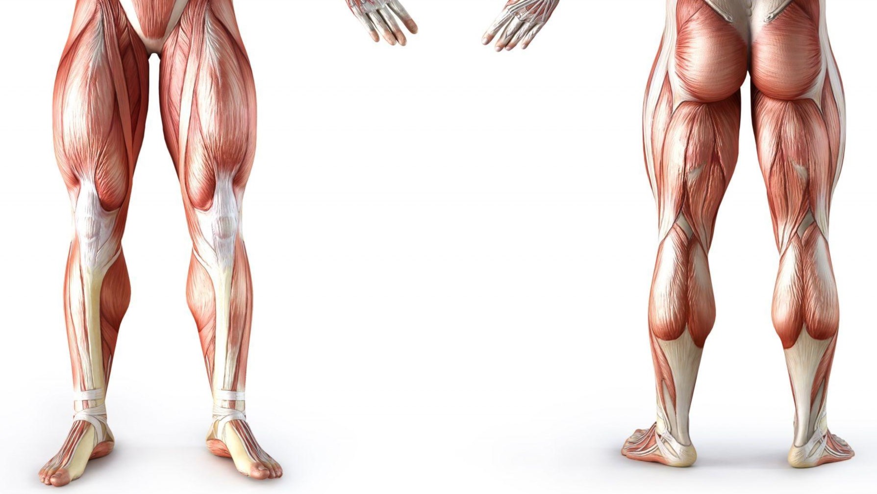 تصویر آناتومی عضلات پاین تنه