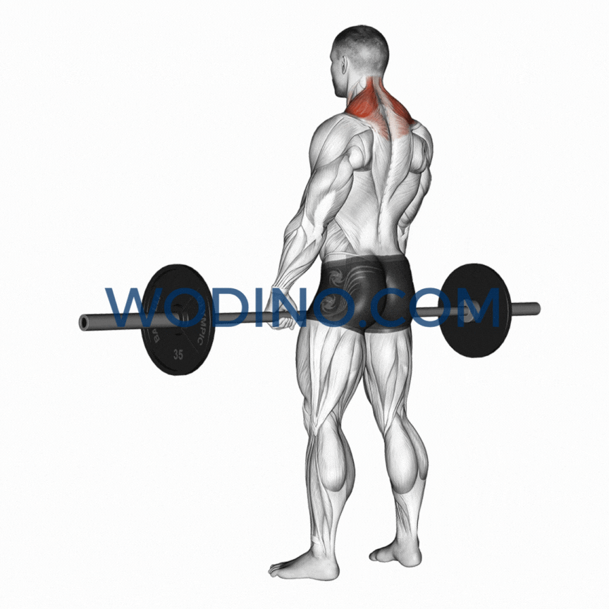 wodino-barbell-shrug-muscles