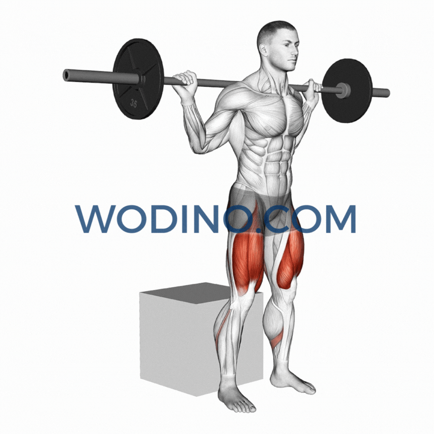 wodino-box-squat-muscles-used
