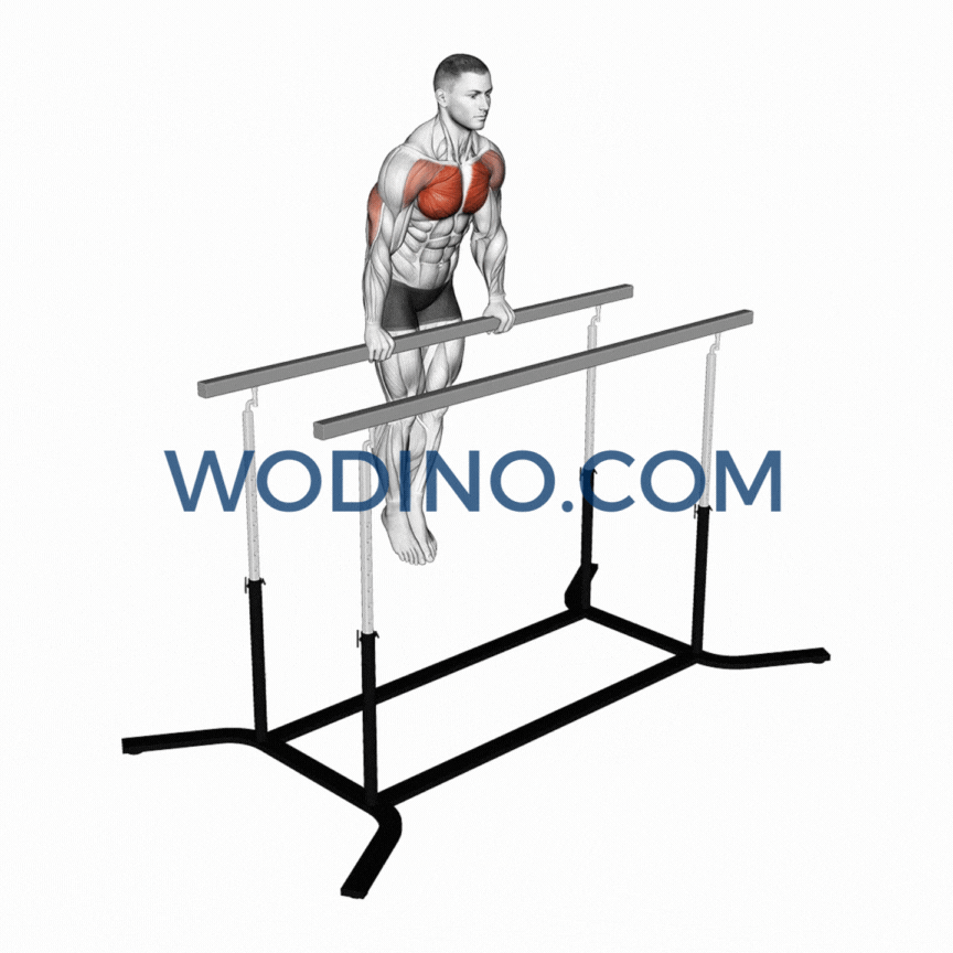 wodino-straight-bar-dips-muscles