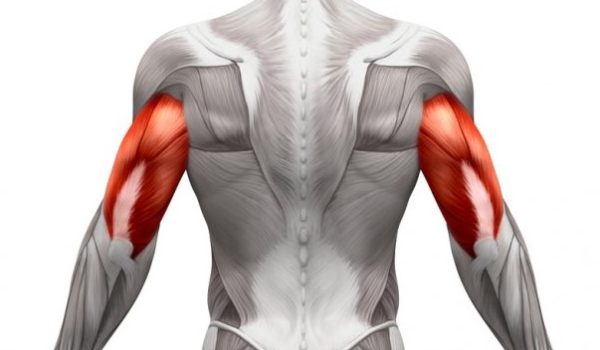 تصویر آناتومی عضلات پشت بازو