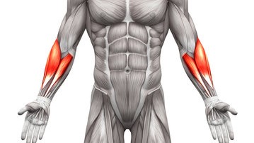 آناتومی عضلات ساعد